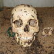 Illustration for article titled Some museums have flesh-eating beetles on staff to clean off skeletons